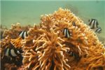 Огненный коралл (Millepora dichotoma) и зебровидный дасцилл (Dascyllus aruanus)