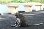 Довольные жизнью обезьянки. Эта немного медитирует.