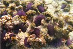 Крупная колония морских ежей поедает коралловый риф. Flic en Flac.