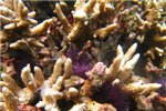Фиолетовые морские ежи среди кораллов.