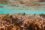 Дасциллы на коралле 