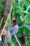 Дорога к водопаду идет сквозь поля сахарного тростника, по краям которых, растут бананы. В соцветии можно заметить маленькую зеленую ящерицу.