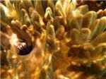 Маленький морской еж нашел себе лакомый кусочек в глубине коралла.
