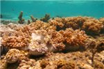 Группа мягких кораллов.