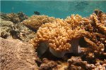 Разношерстные кораллы.