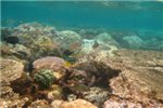 Коралловый риф на мелководье.