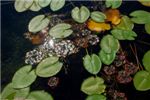 Листья кувшинки и Рогульник плавающий, или водяной орех - Trapa natans 