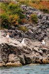 Чайки на острове Старчево принимают солнечные ванны.