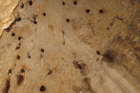 Летучие мыши на потолке пещеры 