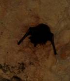 Летучая мышь на потолке пещеры