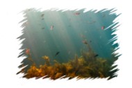 Подводный мир Адриатического моря