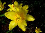 Желтый тюльпан
