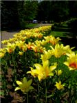 Дорожка желтых тюльпанов
