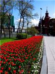 Тюльпаны в Александровском саду
