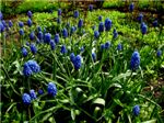 Полянка синеньких цветочков

