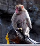Японский макак Japanese macaque (Macaca fuscata)
