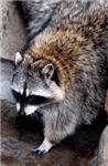 Енот-полоскун Raccoon (Procyon lotor)
