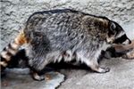 Енот-полоскун Raccoon (Procyon lotor)
