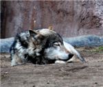 Волк Grey wolf (Canis lupus)
