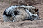 Волк Grey wolf (Canis lupus)
