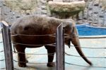 Слон в московском зоопарке
