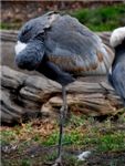 Даурский журавль White-naped crane (Grus vipio)

