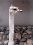 Африканский страус (Ostrich)
