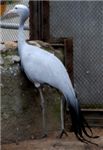 Журавль стэнли Blue crane (Anthropoides paradisea)
