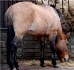 Лошадь Пржевальского Przewalski's horse (equus przewalskii)
