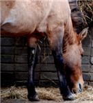 Лошадь Пржевальского Przewalski's horse (equus przewalskii)
