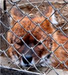 Красный волк в московском зоопарке

