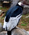Андский кондор. Andean condor (Vultur condor)
