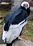 Андский кондор. Andean condor (Vultur condor)
