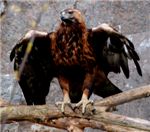 Степной орел. Tawny eagle (Aquila rapax)
