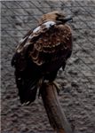 Степной орел. Tawny eagle (Aquila rapax)
