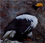 Белоплечий орлан. Steller's sea eagle (Haliaeetus pelagicus)
