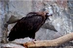 Белоголовый сип. Griffon vulture (Gyps fulvus)
