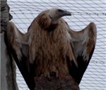 Белоголовый сип. Griffon vulture (Gyps fulvus)
