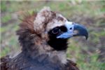 Черный гриф. Black vulture (Aegypius monachus)
