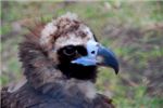 Черный гриф. Black vulture (Aegypius monachus)

