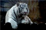 Белый тигр. Цветовая вариация Бенгальского тигра. White tiger (Panthera tigris tigris)
