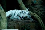 Белый тигр. Цветовая вариация Бенгальского тигра. White tiger (Panthera tigris tigris)
