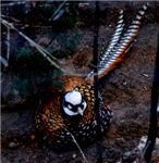 Королевский фазан. Reeves' pheasant (Syrmaticus reevesii)
