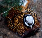 Королевский фазан. Reeves' pheasant (Syrmaticus reevesii)
