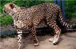 Гепард. Cheetah (Acinonyx jubatus)
