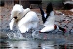 Лебедь и утка, бегущая по воде
