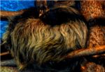 Двупалый ленивец. Two-toed sloths (Choloepus didactylus)
