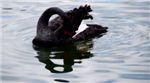 Черный лебедь. Black Swan (Cygnus atratus)
