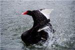 Черный лебедь. Black Swan (Cygnus atratus)
