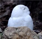 Белая сова. Snowy owl (Nyctea scandiaca)
